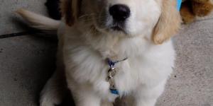 How to Care for a Golden Retriever - From Puppy to Adulthood