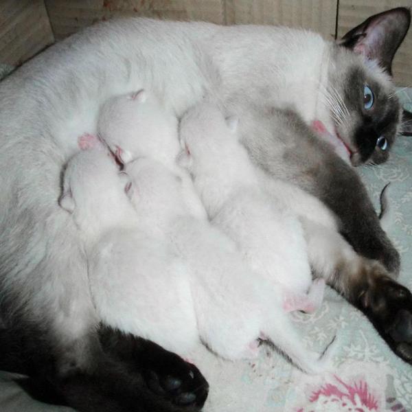 What to feed cat after giving birth outlet