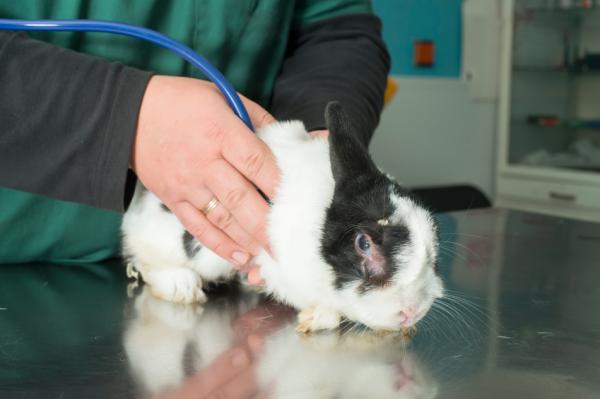 Why Does my Rabbit Spray Urine on me - How to fix it?