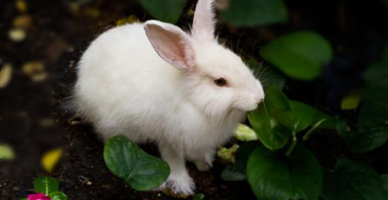 Why Does my Rabbit Spray Urine on me