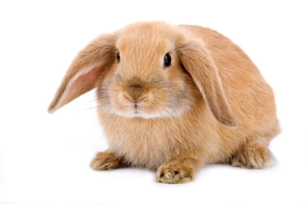 Why Does my Rabbit Spray Urine on me - Why my Rabbit sprays?