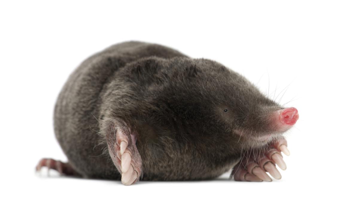 Do Moles Make Good Pets?