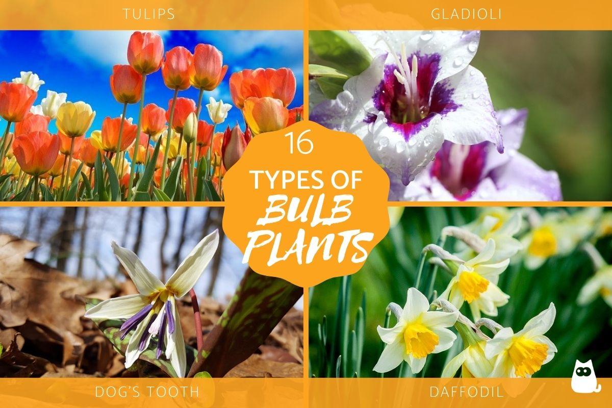 Types of Bulb Plants - Names and Photos