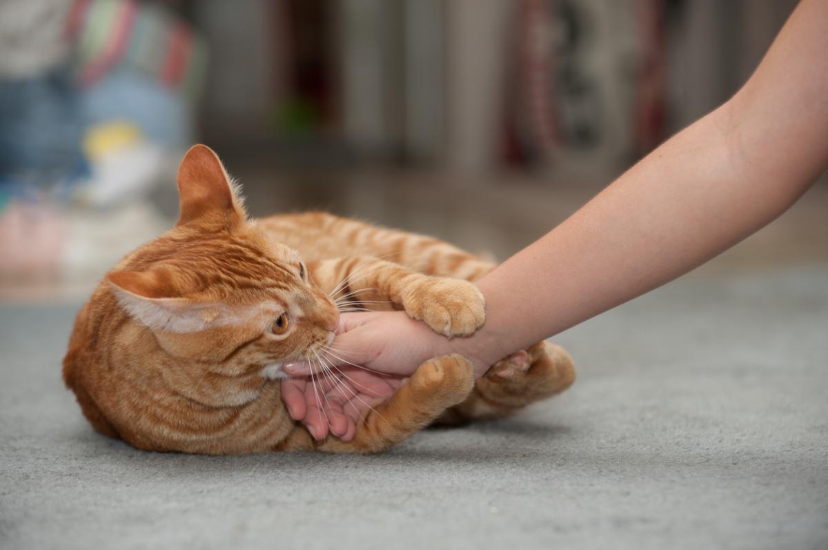 Why does my Cat Knead me and then Bite me?