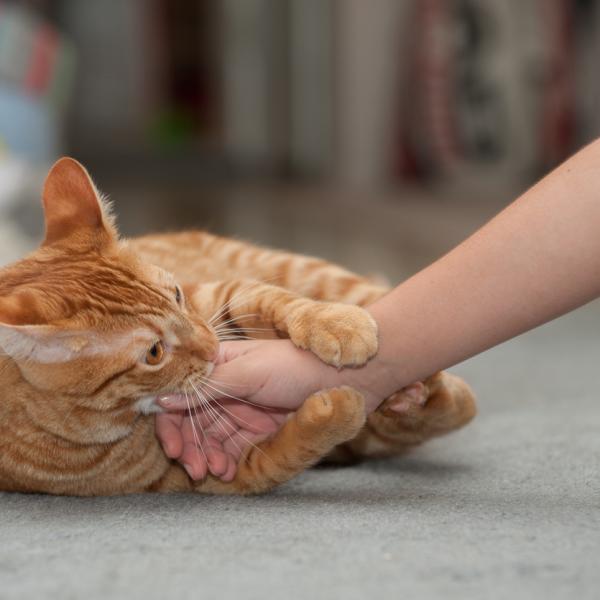 Why does my Cat Knead me and then Bite me