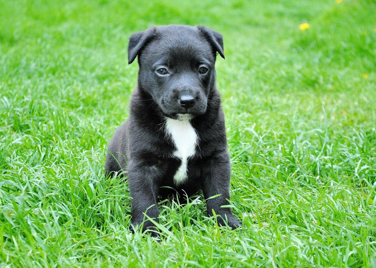 How To Check A Dog's Fever