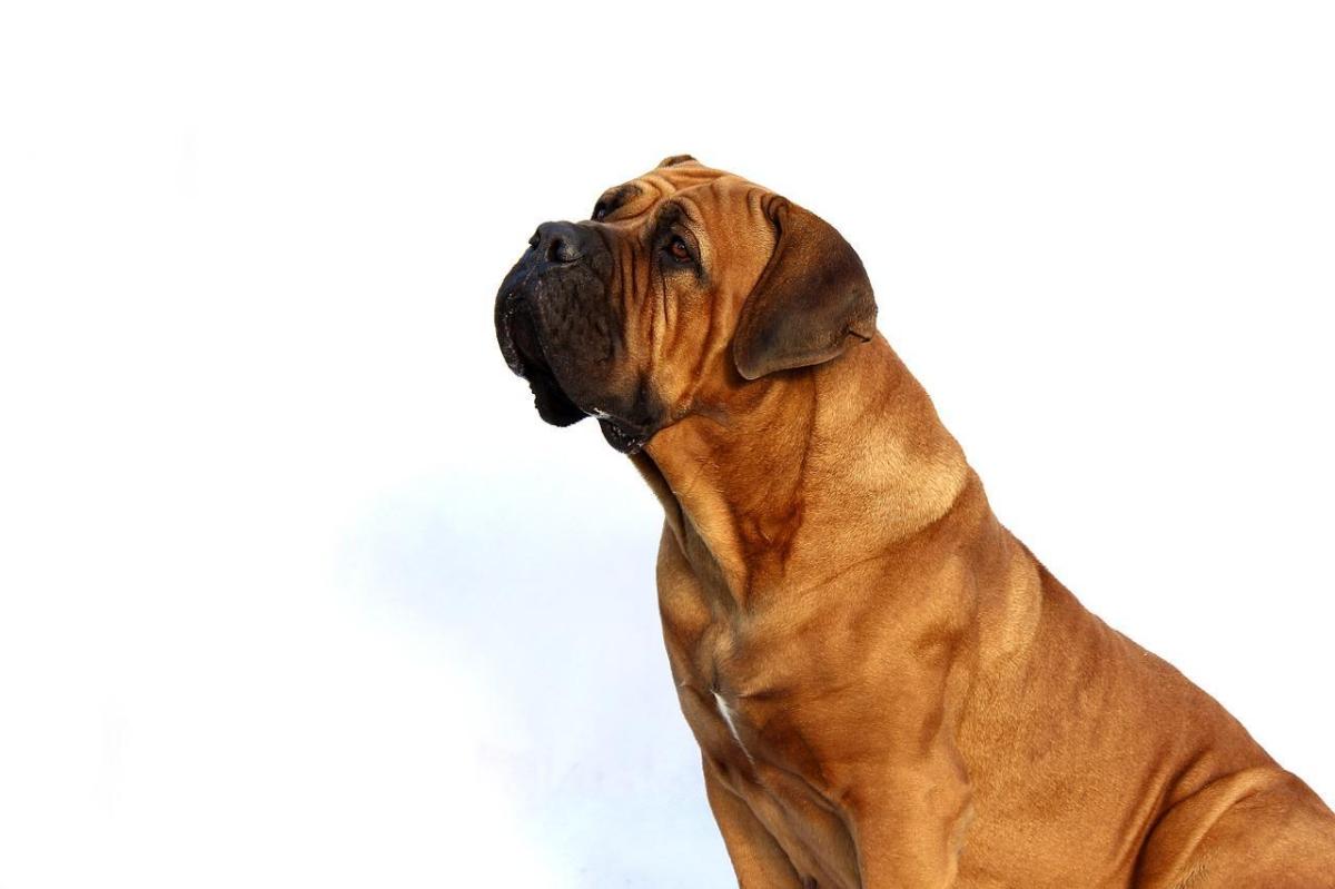 How to Get Rid of Dog Odor in Clothes?