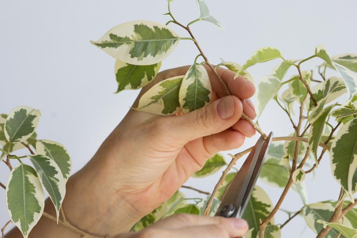 How to Prune a Weeping Fig (Ficus benjamina)
