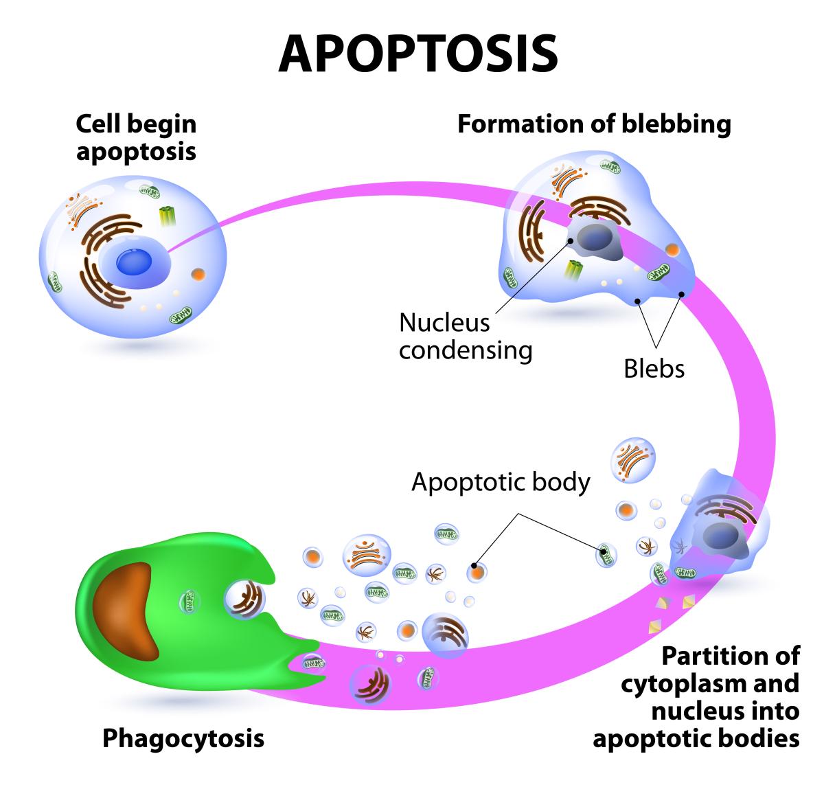 What Is Cell Apoptosis?