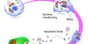 What Is Cell Apoptosis?