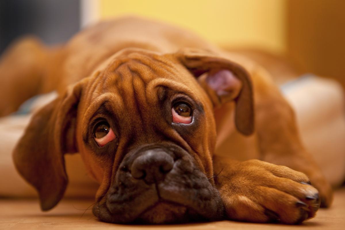 Are Dog Styes Contagious?