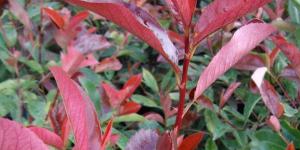 How to Prune a Photinia Red Robin