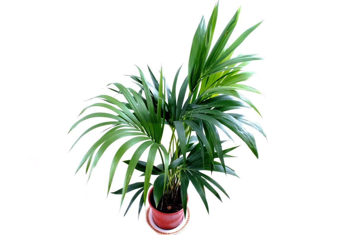 indoor plant pots ceramic Flutini