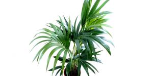 Best Large Indoor Plants For Low Light