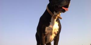 Differences between American Pit Bull Terriers and American Staffordshire Terriers