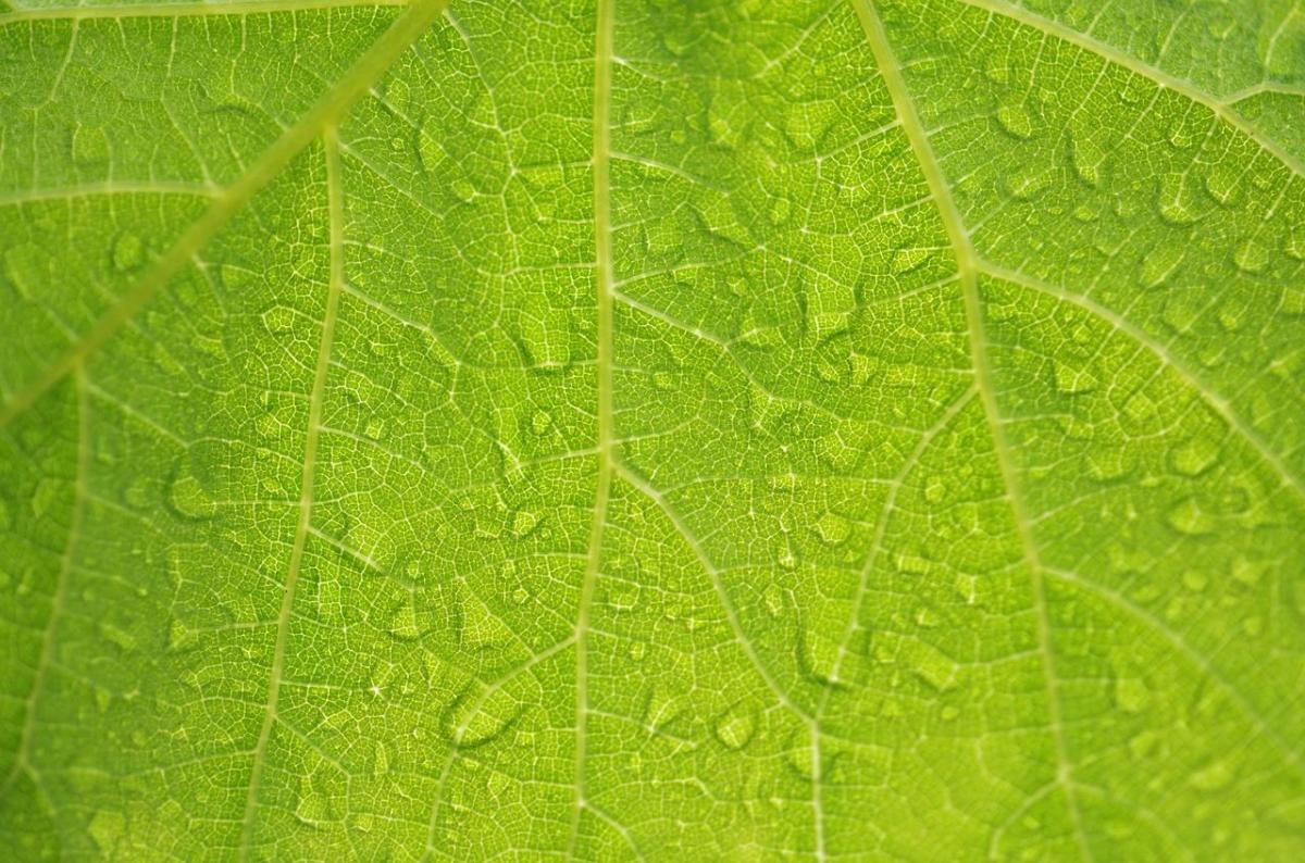 Plants Perfect for Rainy Climates