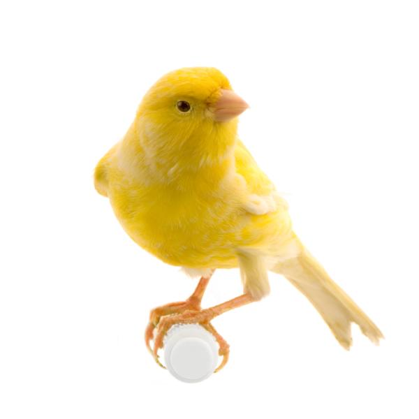 How to Feed a Canary Properly