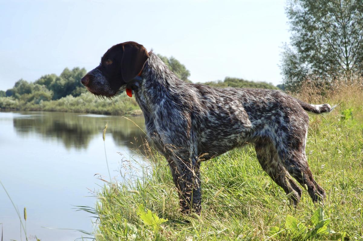 How much Exercise does a German Shorthaired Pointer Need
