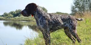 How much Exercise does a German Shorthaired Pointer Need