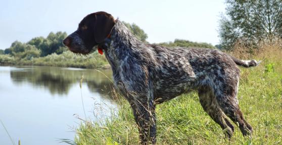 How much Exercise does a German Shorthaired Pointer Need