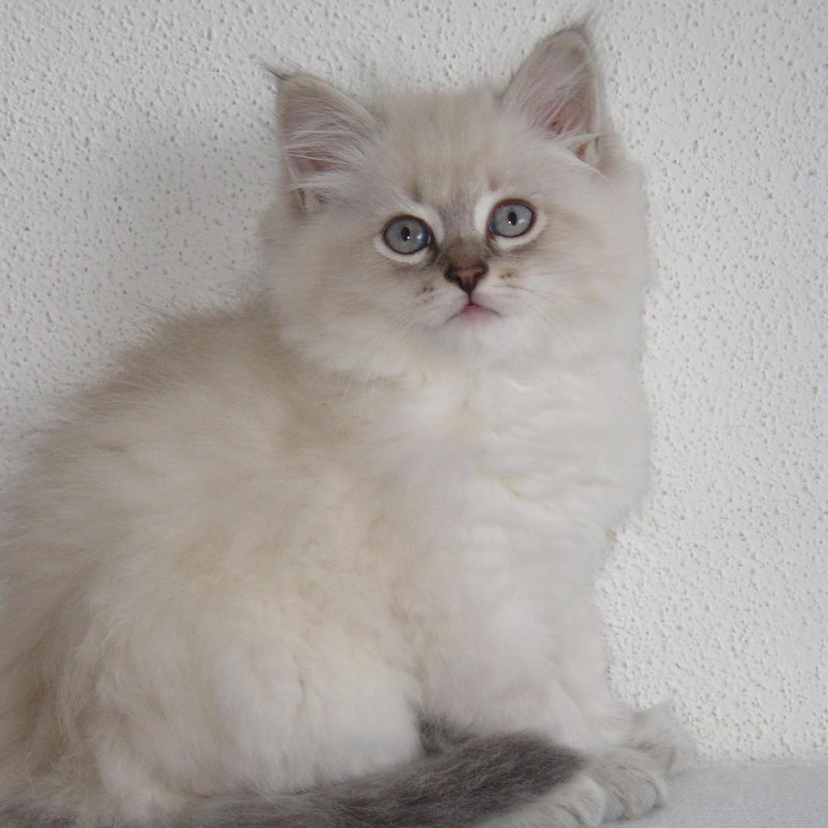 What are Siberian Cats Like?