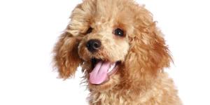 How to Care for your Toy Poodle