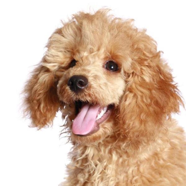 How to Care for your Toy Poodle 6 steps
