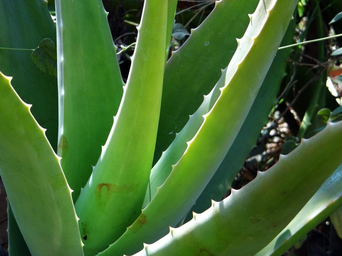 How to Treat Burns with Aloe Vera