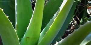 How to Treat Burns with Aloe Vera
