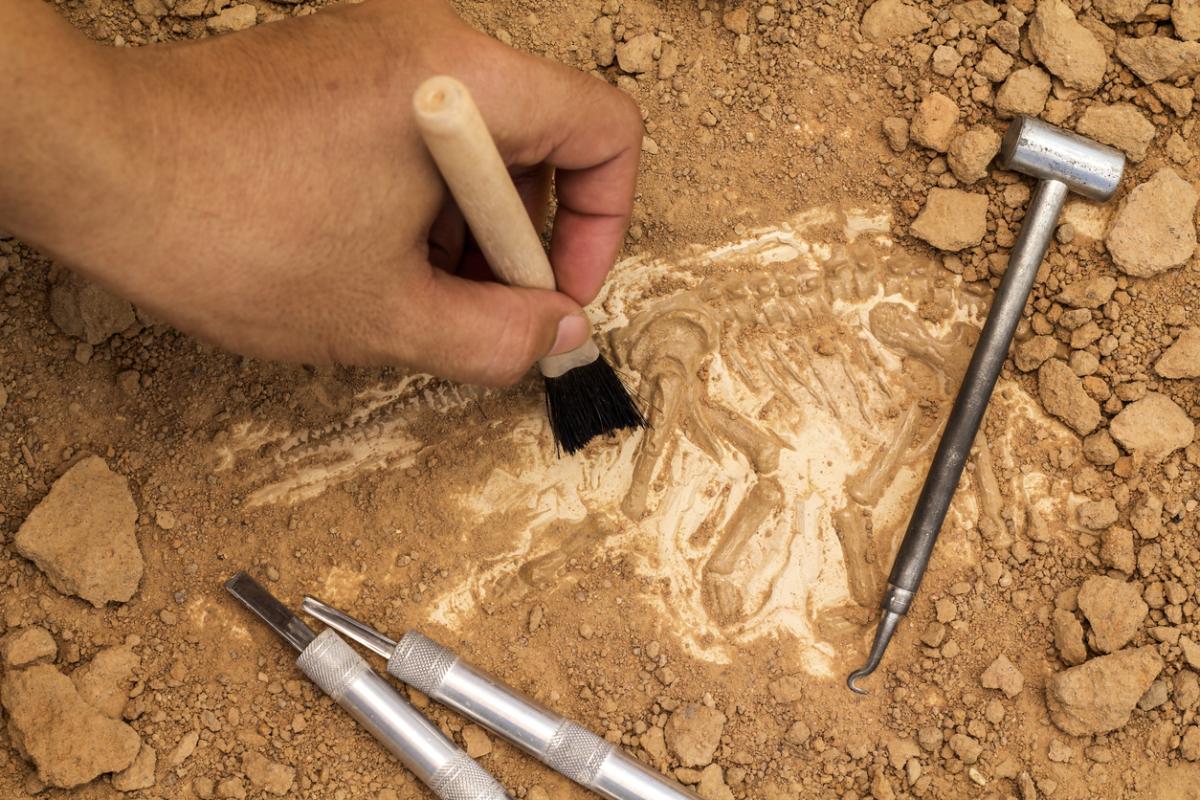What Are the Practical Uses of Paleontology