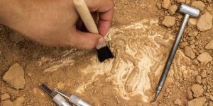 What Are the Practical Uses of Paleontology