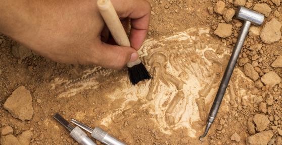 What Are the Practical Uses of Paleontology