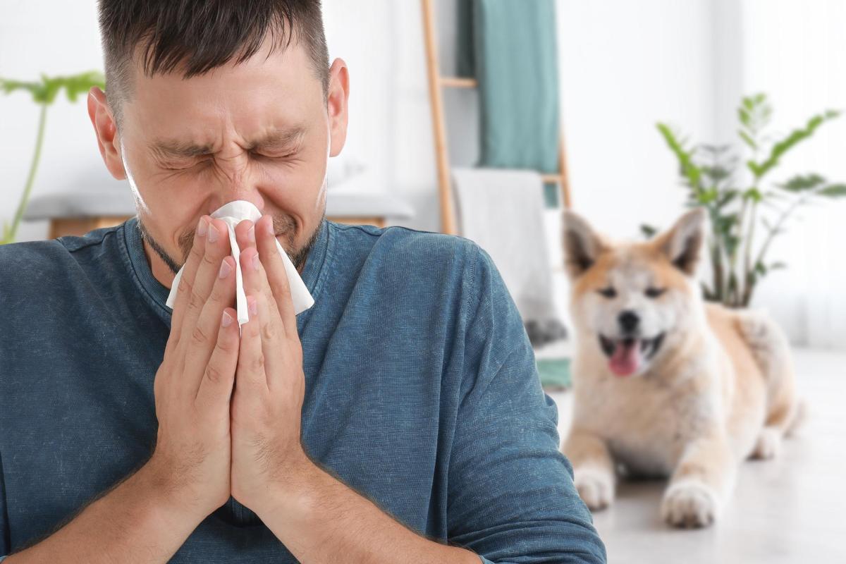 Dog Allergies - Causes, Symptoms and Treatment