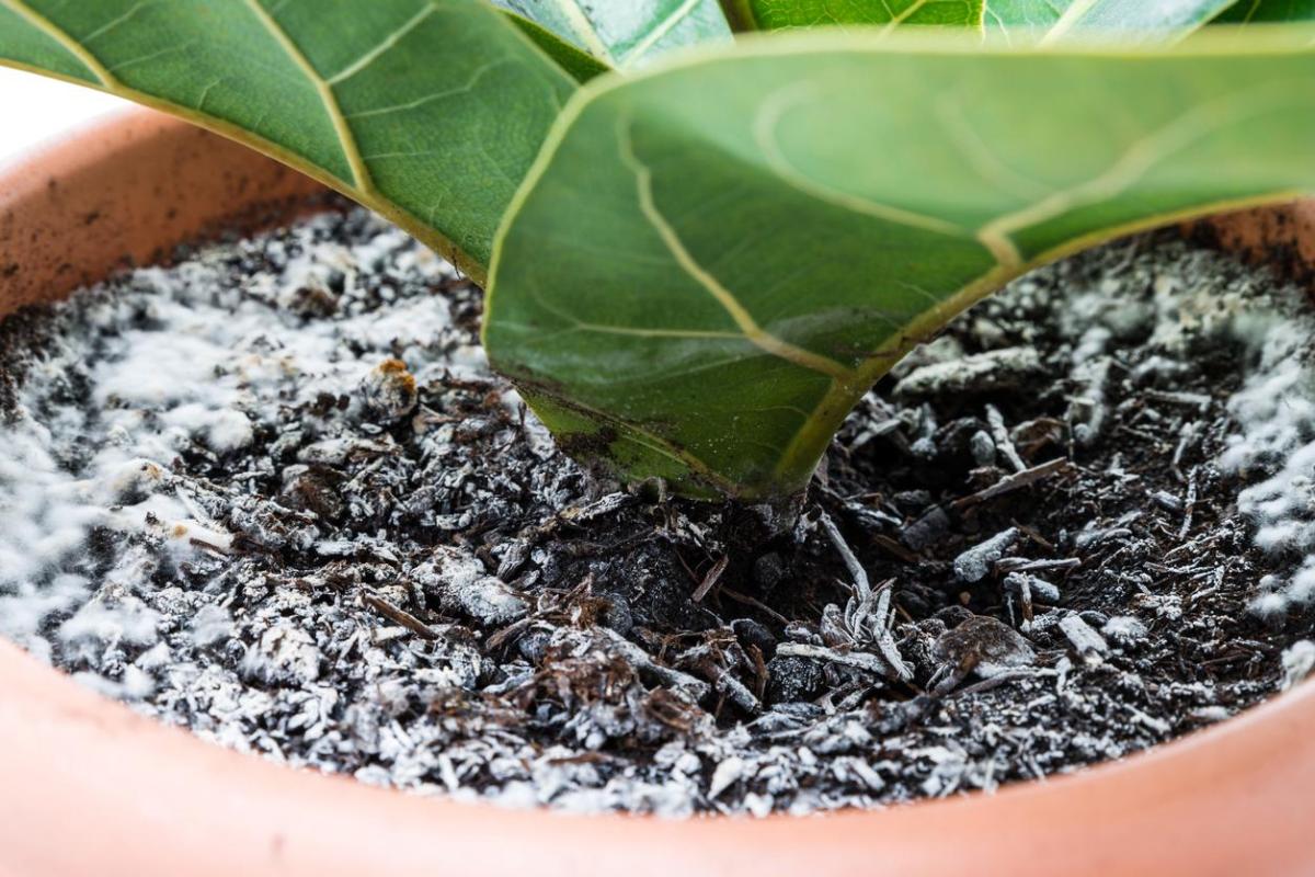 How to Get Rid of White Mold on Plant Soil