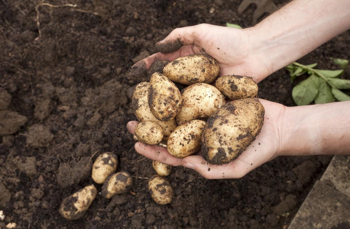 How to Know when Potatoes Are ready to Harvest