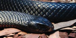 What are the Most Dangerous Animals in India?