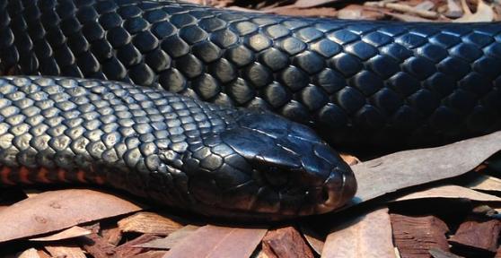 What are the Most Dangerous Animals in India?