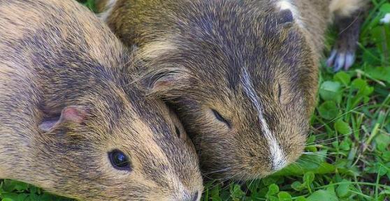How to Know if my Guinea Pig is a Male or a Female