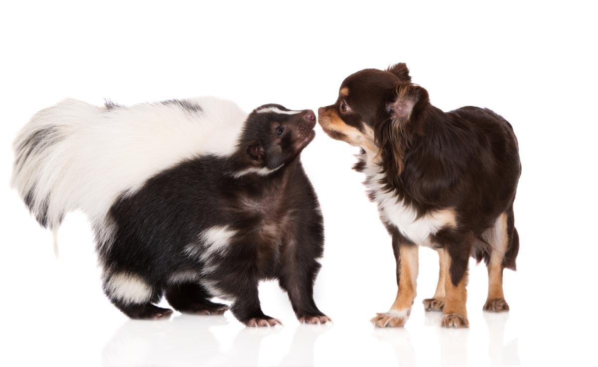 How To Get Rid Of Skunk Smell On My Dog