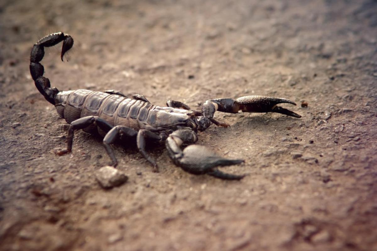 What Does Dreaming About Scorpions Mean?