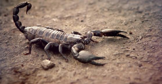 What Does Dreaming About Scorpions Mean?