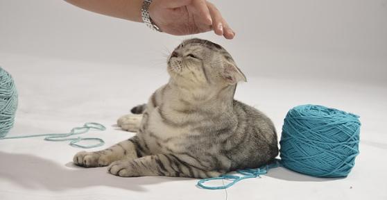 Why Doesn’t my Cat Purr anymore?