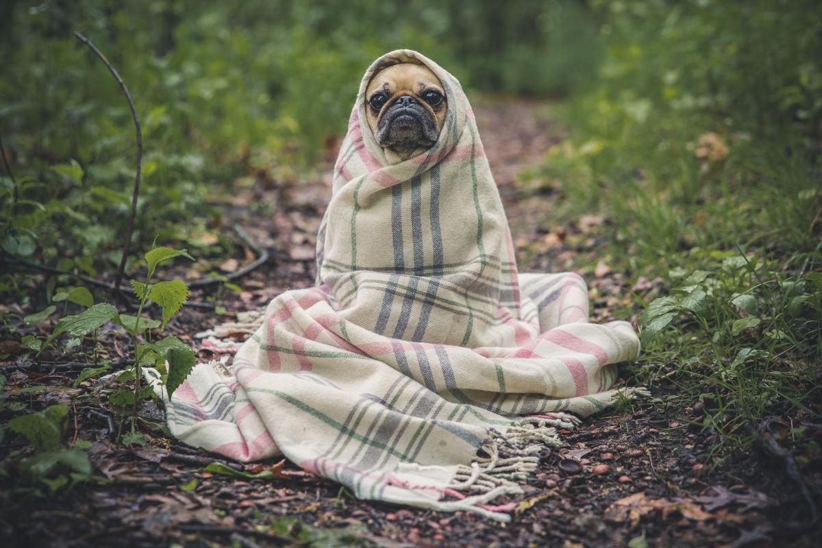 Should I Cover my Dog with a Blanket?