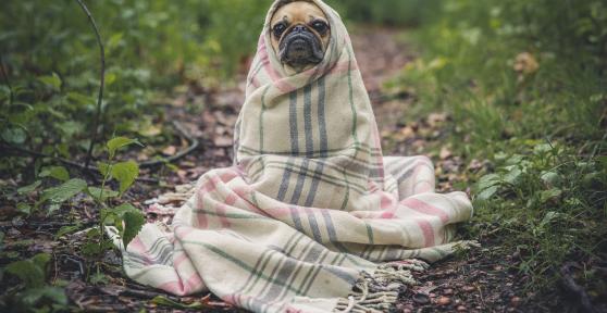 Should I Cover my Dog with a Blanket?