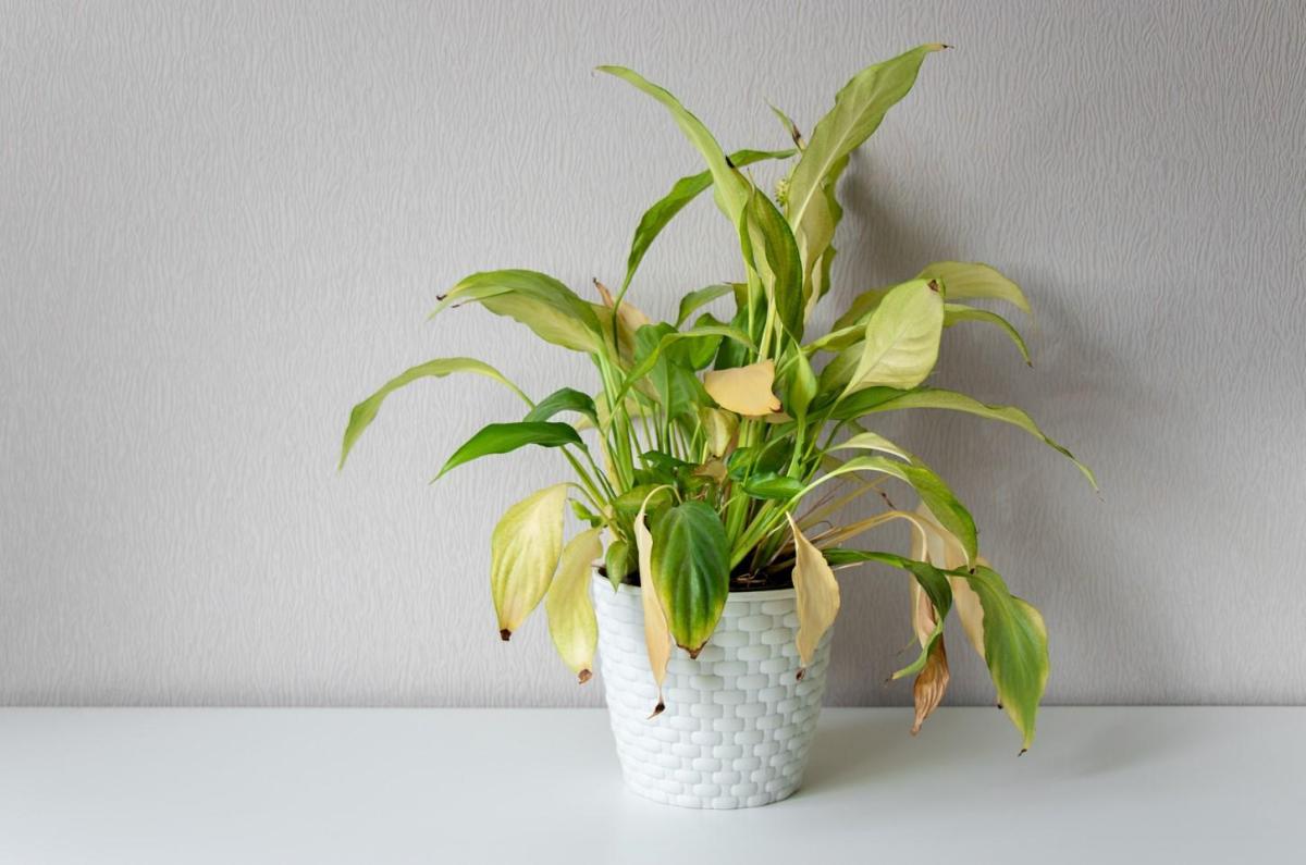 The Tips of Plant Leaves Are Turning Brown and Dry - Why and What to Do