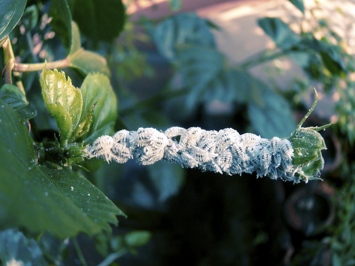 How to Get Rid of Mealybugs from Outdoor Plants