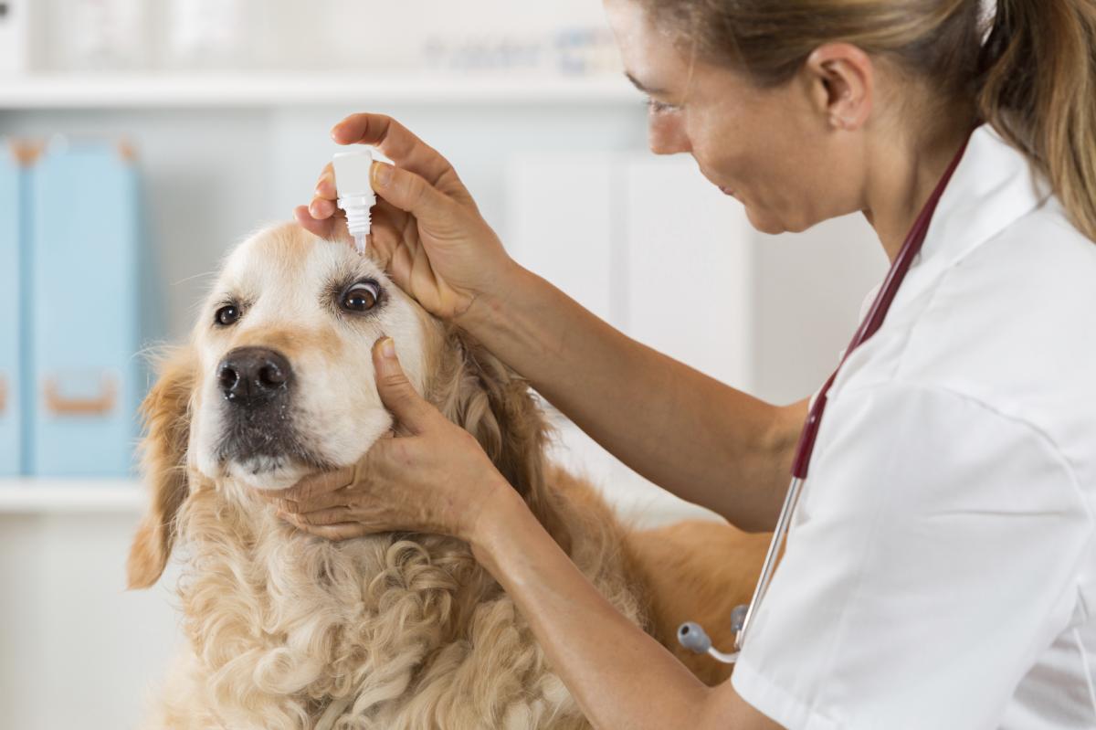 What Causes a Sty On a Dog's Eye