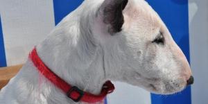 How to Care for a Bull Terrier