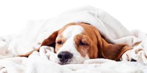 How to Raise my Dog's Low Platelet Count