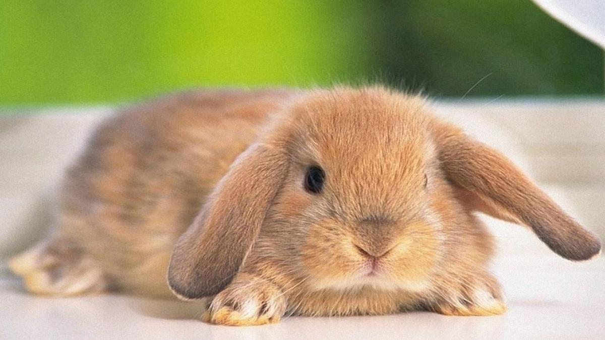 How to Dry Bath a Rabbit